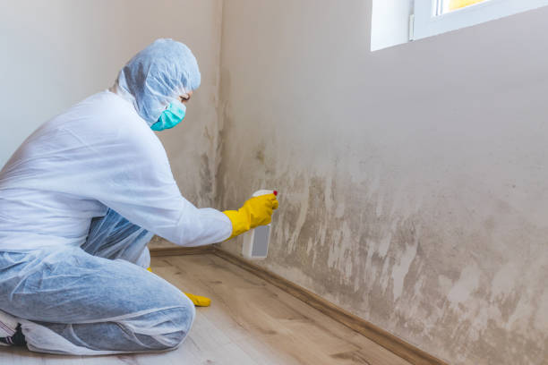 Licensed Black Mold Removal service in Churchville, MD - WQB Mold Removal