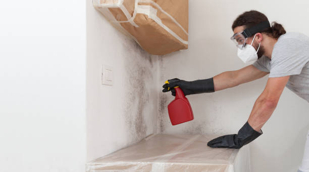 Professional Black Mold Removal technician working in Churchville, MD