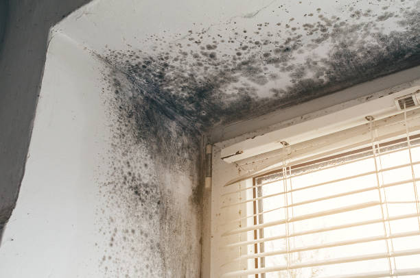 Affordable Black Mold Removal solutions in Churchville, MD